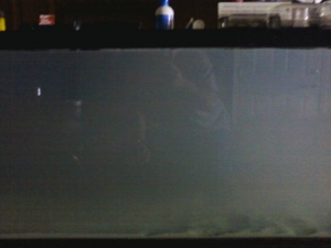 fish_tank_day_1_2_