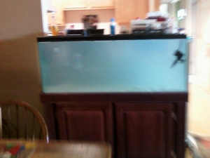 fish_tank_day_1_4_