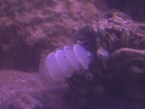 is this bad for my tank