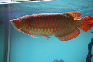 Top quality Chili Red Arowana fish and many others for sale