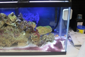 algae2