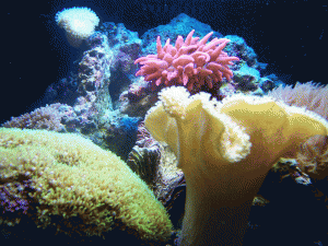 Rose Anemone