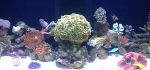 55 Gallon Reef
