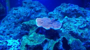 Jeff's Red Candy Cap Coral