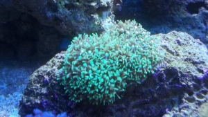 Jeff's Green Star Polyp Coral.