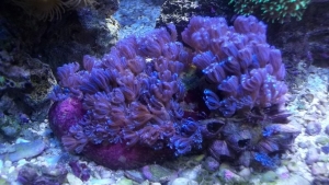 Jeff's Blue Waving Hands Coral.