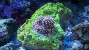 Jeff's Blue/Orange Ricordea.