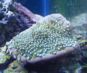 Jeff's Neon Polyp True Undata.