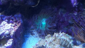 Jeff's Green Polyp Duncan.