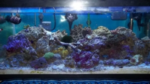 Jeff's 40 Breeder.