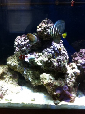 Sailfin