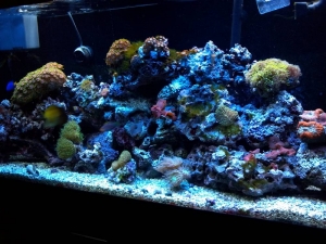 G's 55 gallon reef