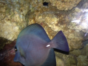 ZEBRASOMA ROSTRATUM BLACK TANG,RAER HYBRID COLOR $$$$$!