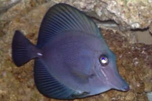 ZEBRASOMA ROSTRATUM BLACK TANG,RAER HYBRID COLOR $$$$$!