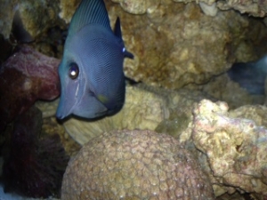 ZEBRASOMA ROSTRATUM BLACK TANG,RAER HYBRID COLOR $$$$$!