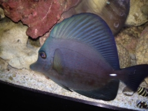 ZEBRASOMA ROSTRATUM BLACK TANG,RAER HYBRID COLOR $$$$$!
