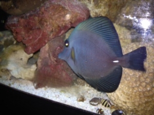 Tangs & Surgeons