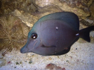 ZEBRASOMA ROSTRATUM BLACK TANG,RAER HYBRID COLOR $$$$$!