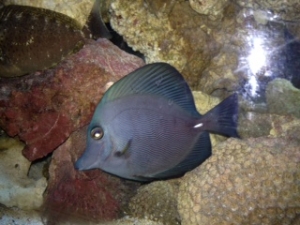 ZEBRASOMA ROSTRATUM BLACK TANG,RAER HYBRID COLOR $$$$$!