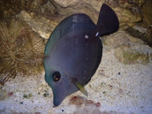 ZEBRASOMA ROSTRATUM BLACK TANG,RAER HYBRID COLOR $$$$$!