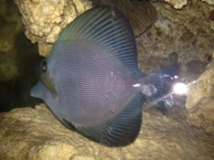 ZEBRASOMA ROSTRATUM BLACK TANG,RAER HYBRID COLOR $$$$$!