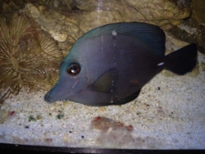 ZEBRASOMA ROSTRATUM BLACK TANG,RAER HYBRID COLOR $$$$$!