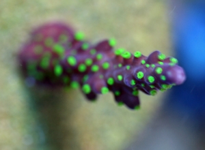 reef-exotic-2