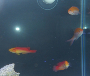 Hawaiian Flame Wrasse Pair