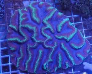 Blue/Purple/Red Open Brain