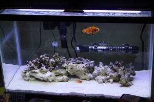 10 Gallon Home 2