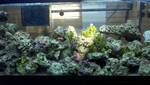 new_tank1