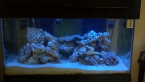Tank on Day 2