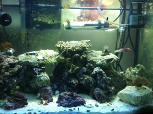 my 20 gal nano