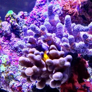 Among the Corals