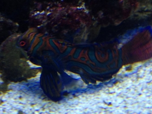 Mandarin goby