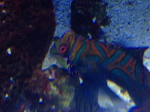 mandarin goby