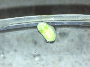 ID_4