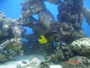 My bicolor foxface