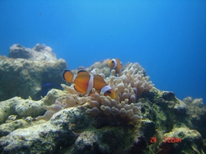 Clownfish in the anemone.