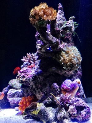 Coral and Rock