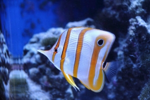 100 gallon corner tank