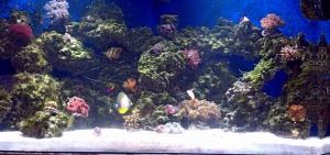 100 gallon corner tank