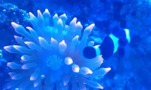100 gallon corner tank