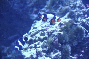 100 gallon corner tank