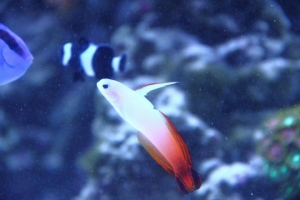 100 gallon corner tank