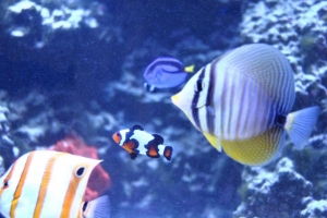 100 gallon corner tank