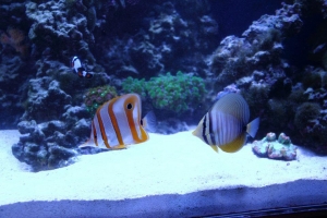 100 gallon corner tank