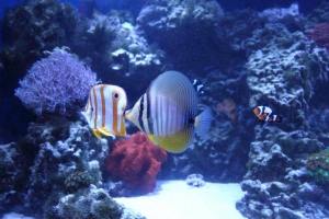 100 gallon corner tank