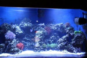 100 gallon corner tank