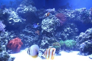 100 gallon corner tank